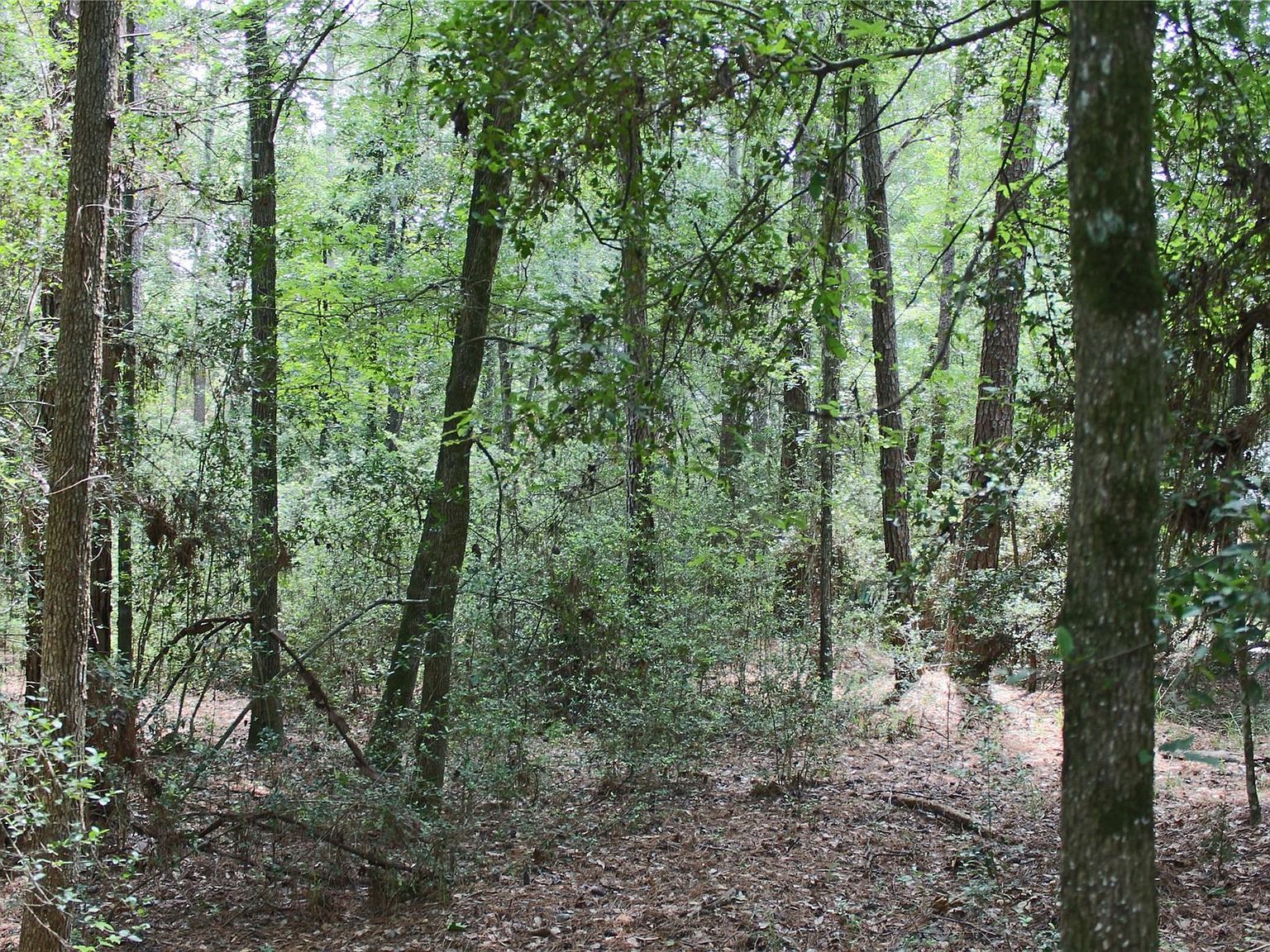 10362 Hunter Creek Ln Conroe, TX 77304 - Thumbnail 4