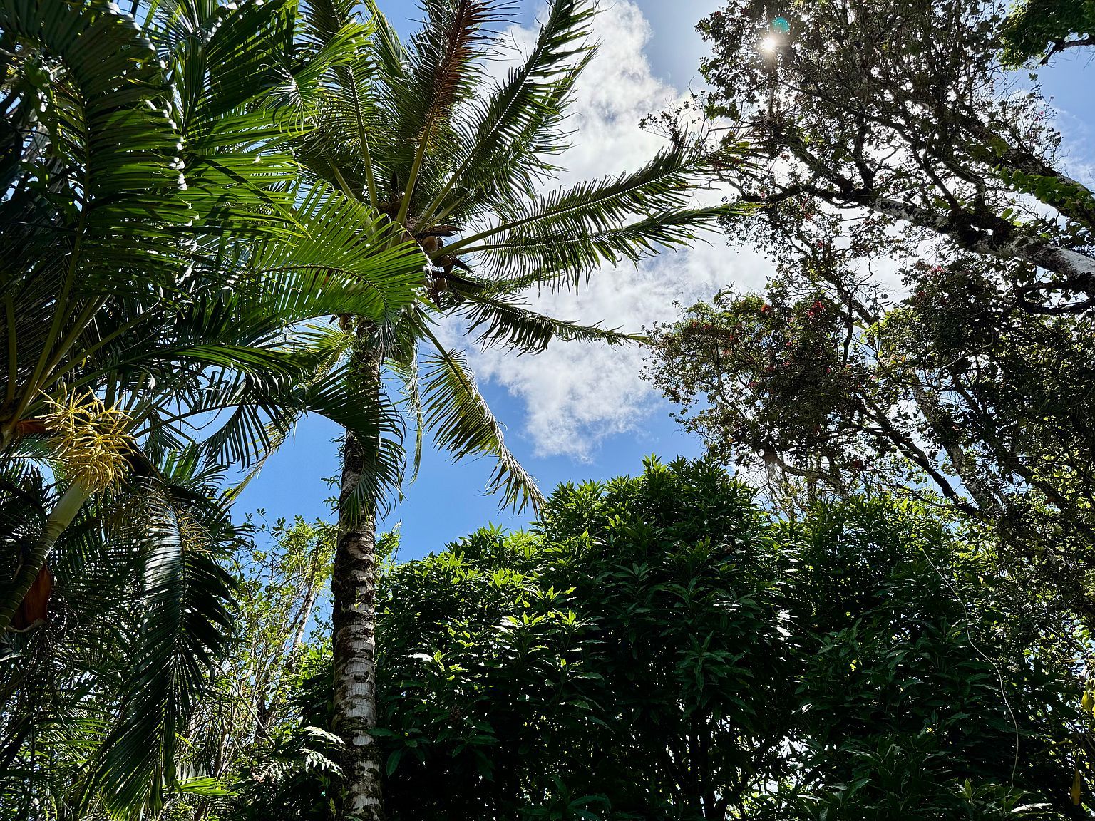 16-233 Orchid Land Dr Kurtistown, HI 96760 - Thumbnail 4