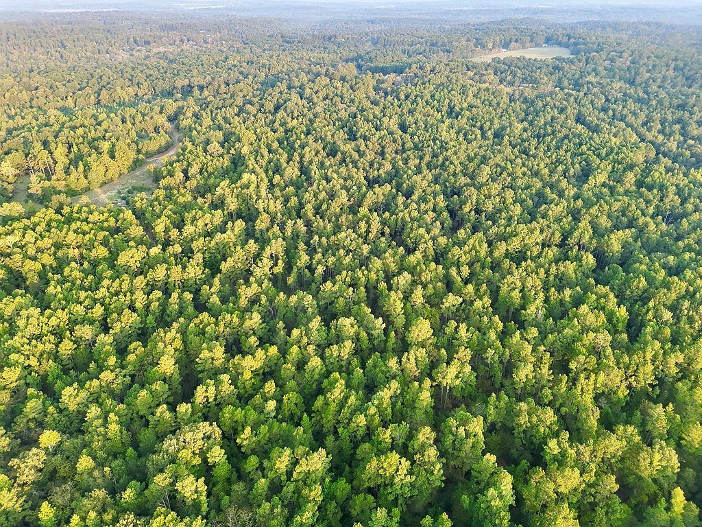 0 An County Rd #104 Elkhart, TX 75839 - Thumbnail 4