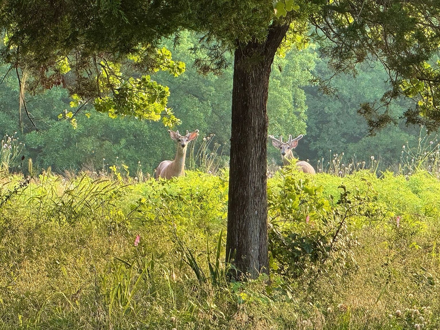 9213 Scenic Dr Pilot Point, TX 76258 - Thumbnail 4