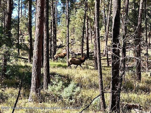 State Highway 48 Alto, NM 88312 - Thumbnail 4