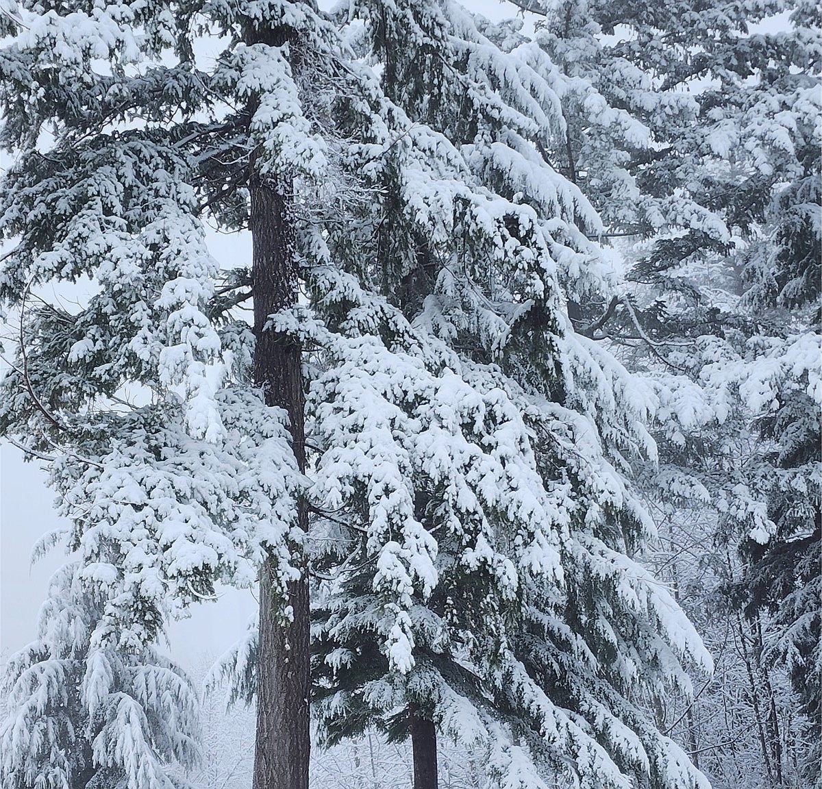 1141 Cedar Falls Rd Washougal, WA 98671 | Single Family