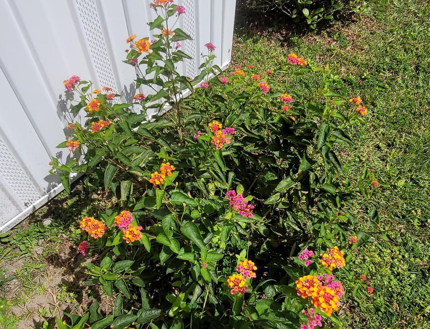 17327 Harrell St Brooker, FL 32622  | New build