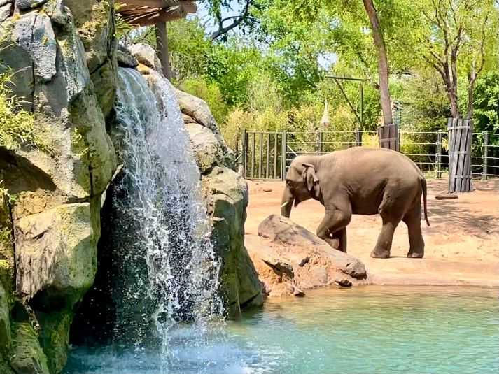 1349 East Allen Avenue, Fort Worth, TX, USA, 76104  | Single Family