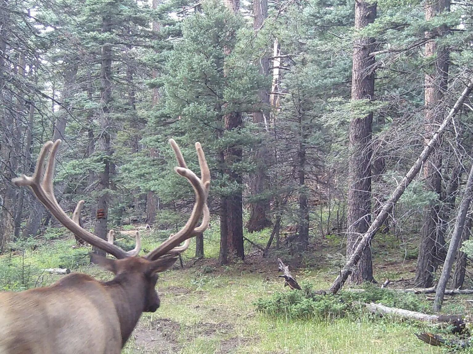 County Road 363 #2-060 La Veta, CO 81055  | Land/Lot