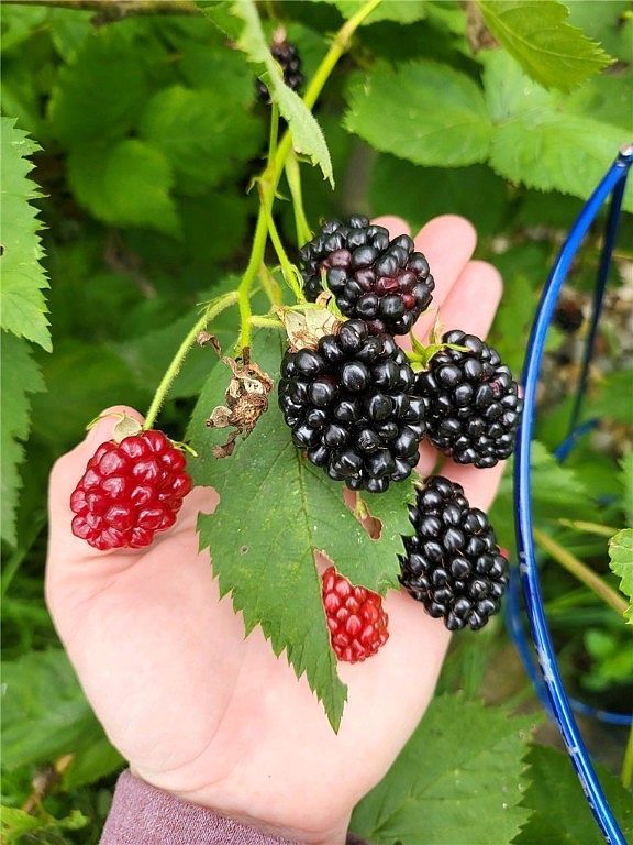 18370 E Terre Haute Rd Paris, IL 61944  | New build