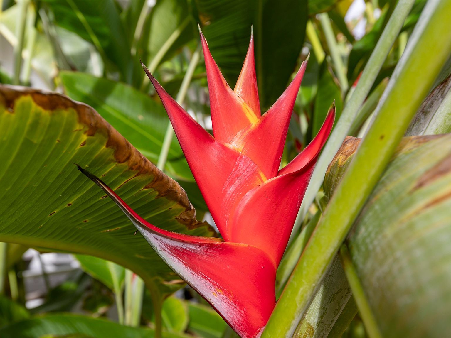 51 Kapohue Rd Hana, HI 96713  | Single Family