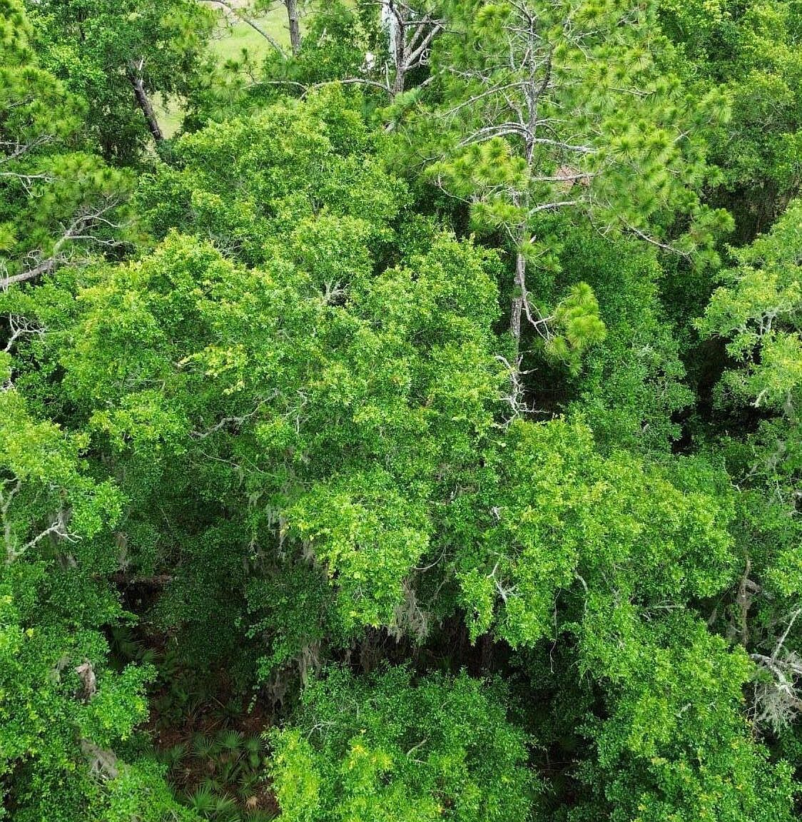 417 W Hillsborough Ave Florahome, FL 32140 - Thumbnail 5