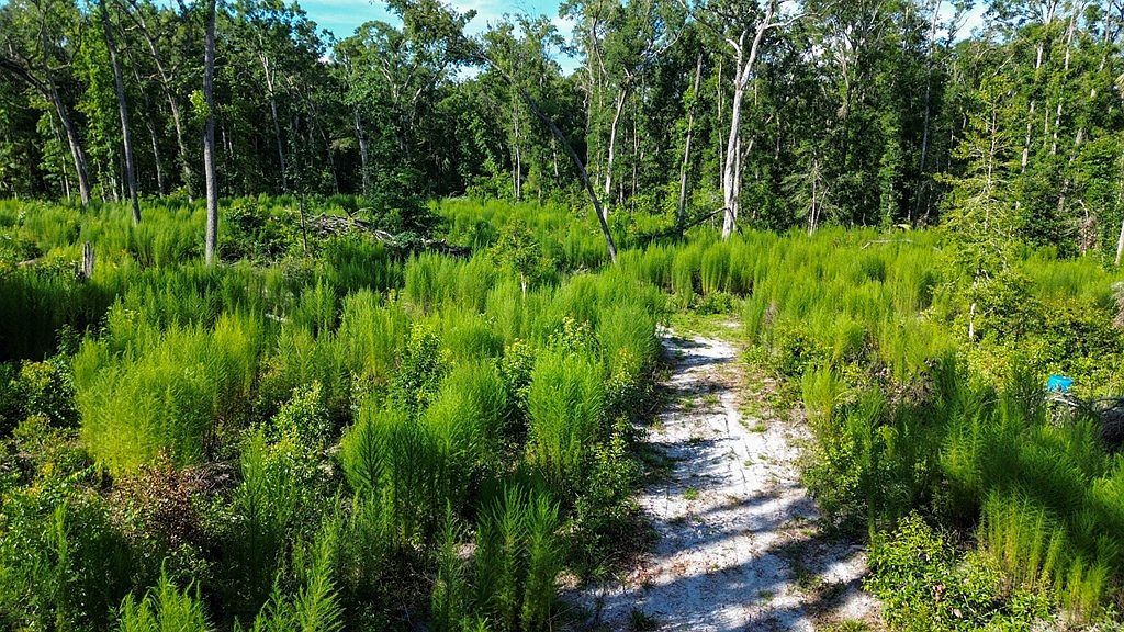 NE 249th Ave Old Town, FL 32680 - Thumbnail 5