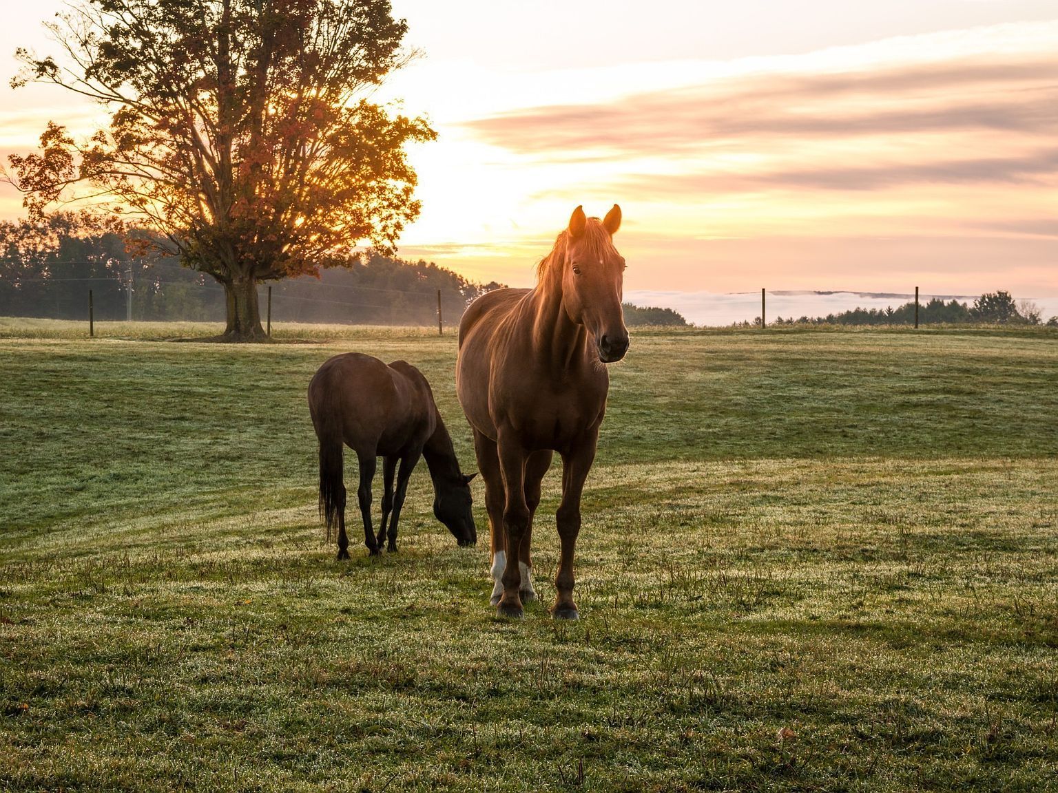 2029 Vista Creek Ln LOT 8 Franklin, TN 37064 - Thumbnail 5