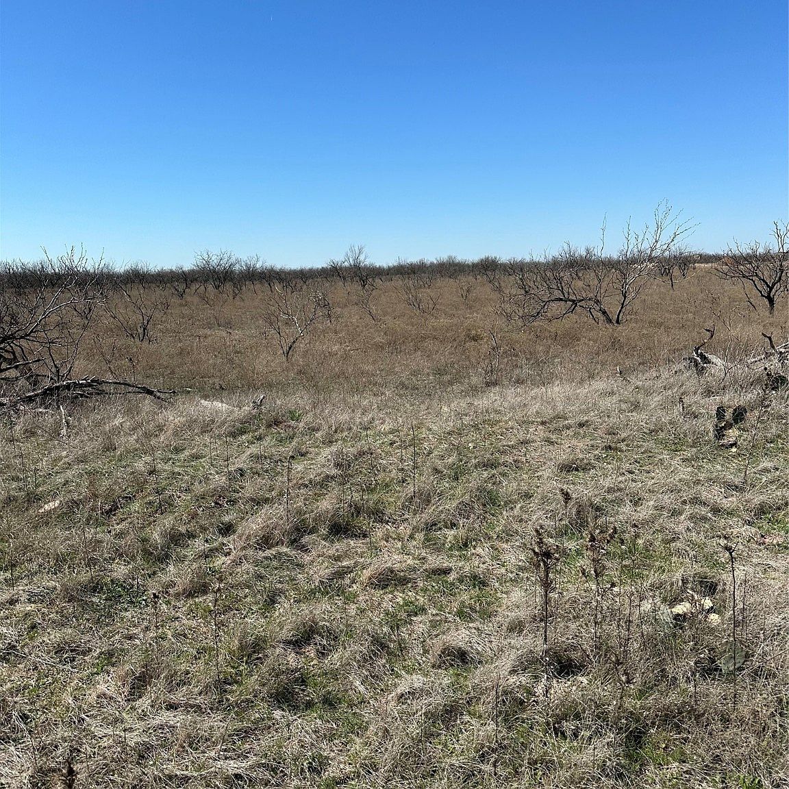 TRACT 20 County Road 155 Abilene, TX 79601 - Thumbnail 5