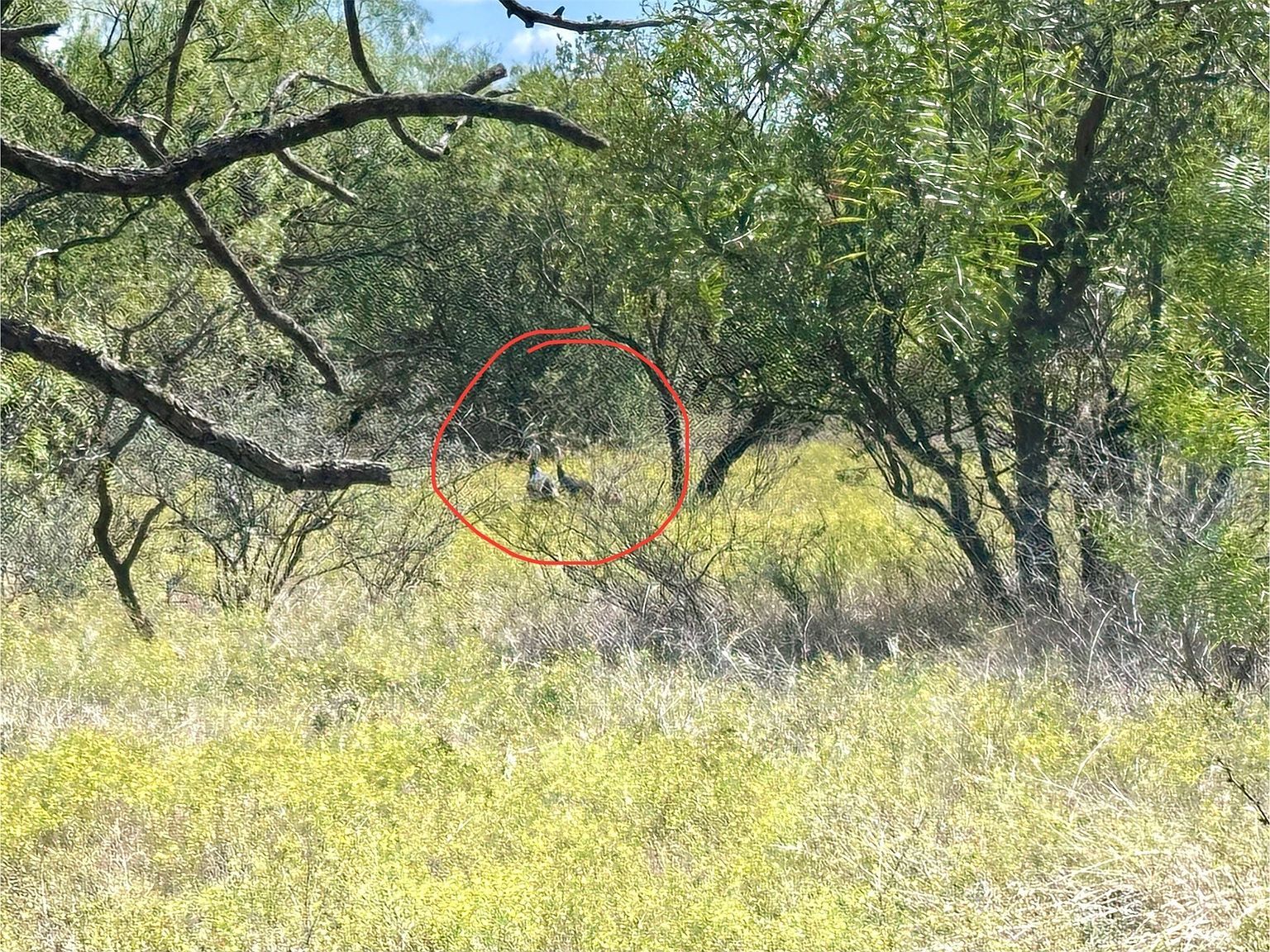 Cnty Rd #100 Abilene, TX 79601 - Thumbnail 5