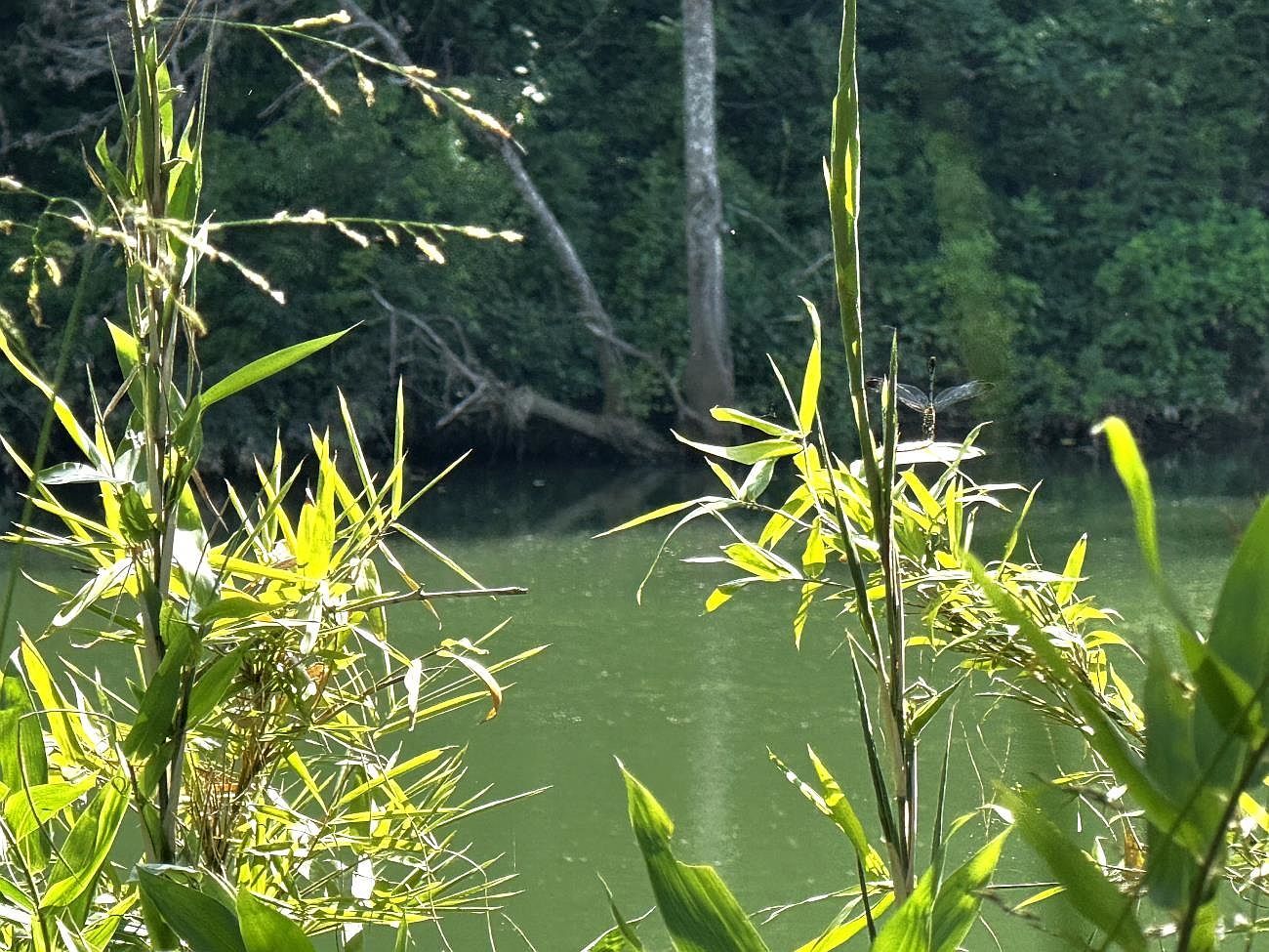 0 Highway 63 Byp Hardy, AR 72542 - Thumbnail 5