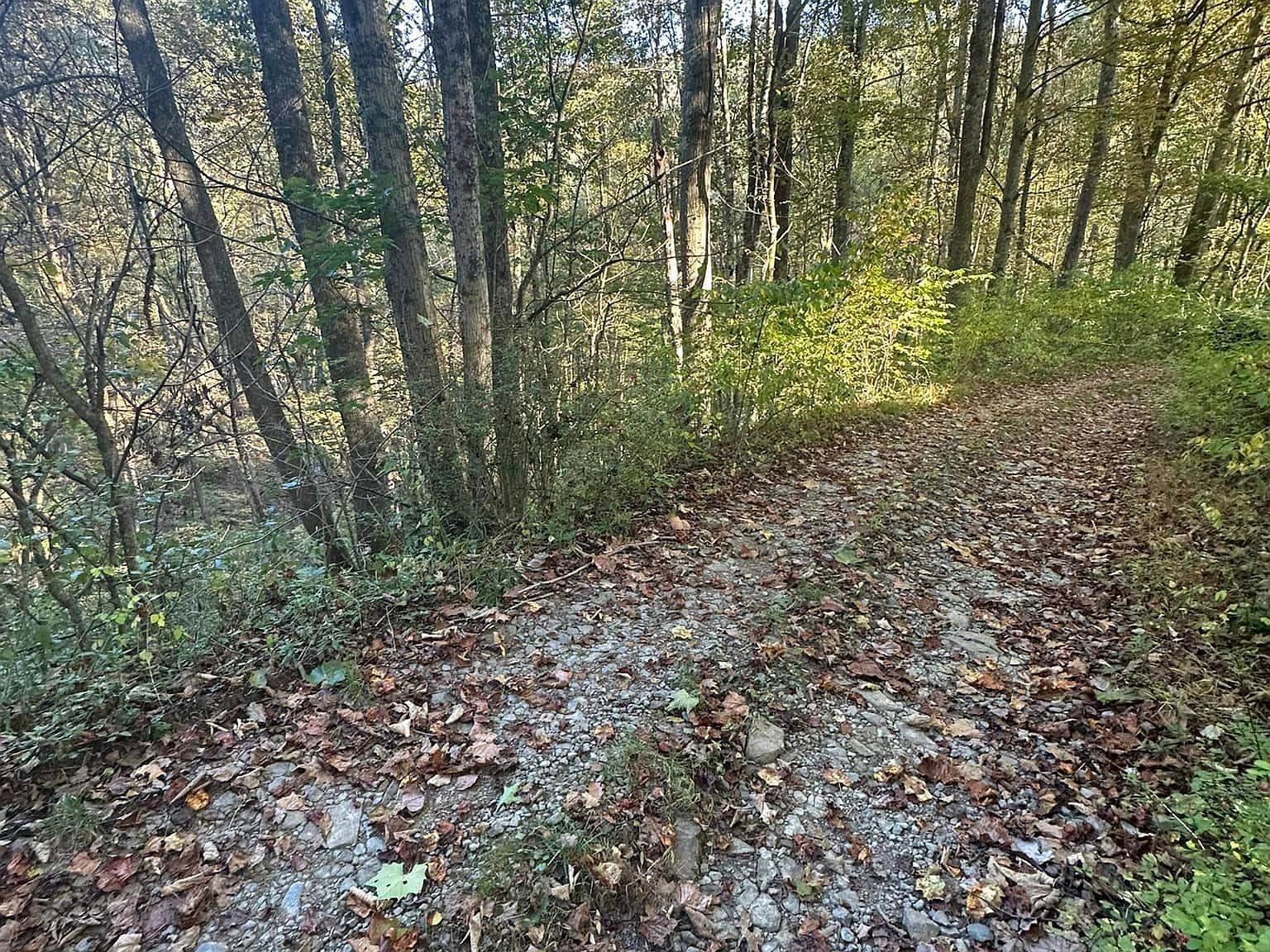 7 Cannon Hill Rd Rowlesburg, WV 26425 - Thumbnail 5