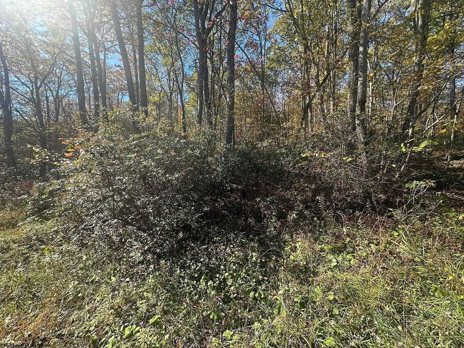 653 Pine Dr Terra Alta, WV 26764 - Thumbnail 5