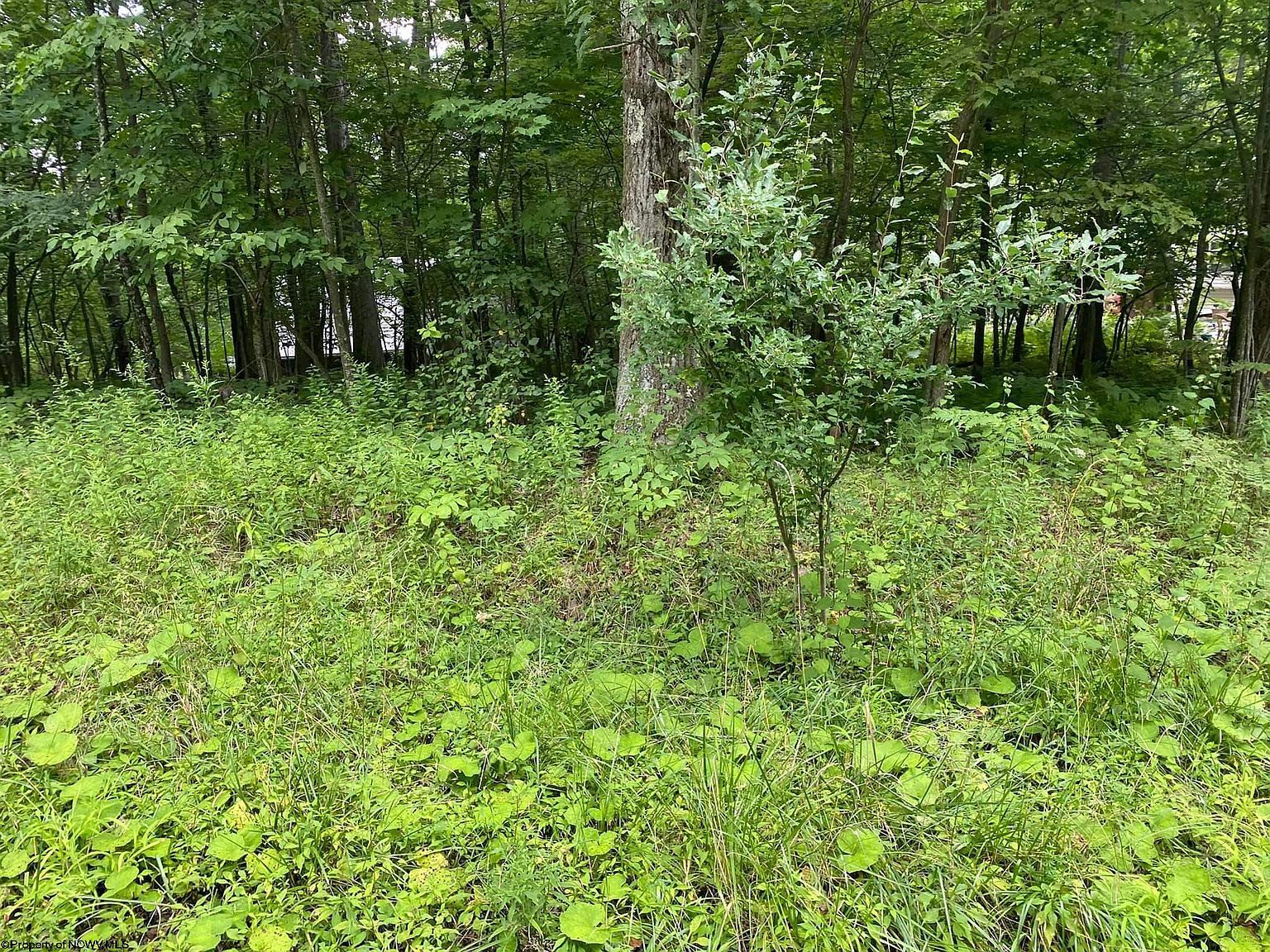 72 Oak Grv Terra Alta, WV 26764  | Land/Lot