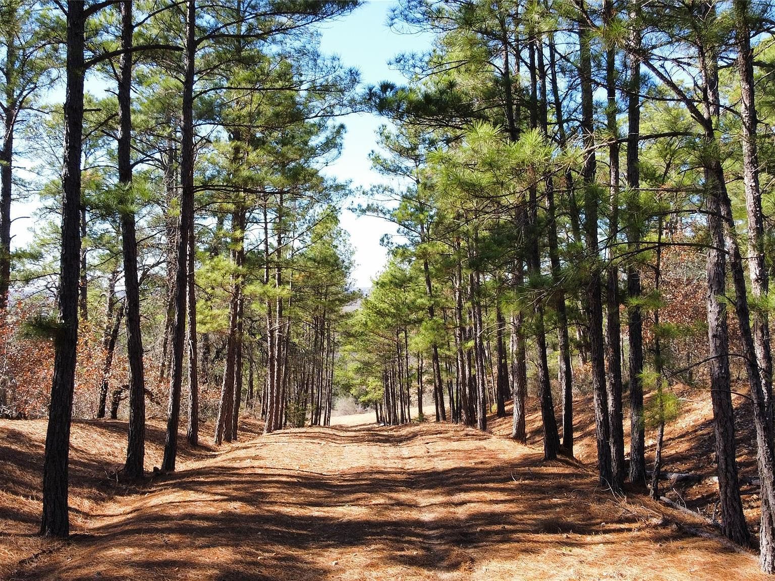 0 Pine Lodge Dr Lot 26 Bastrop, TX 78602 - Thumbnail 5