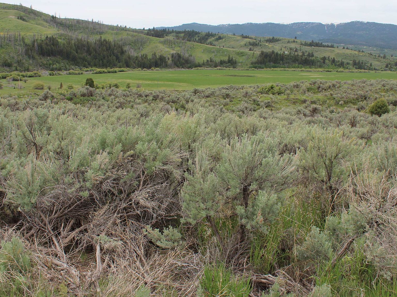 63 Caribou Rd #2 Soda Springs, ID 83276 - Thumbnail 5