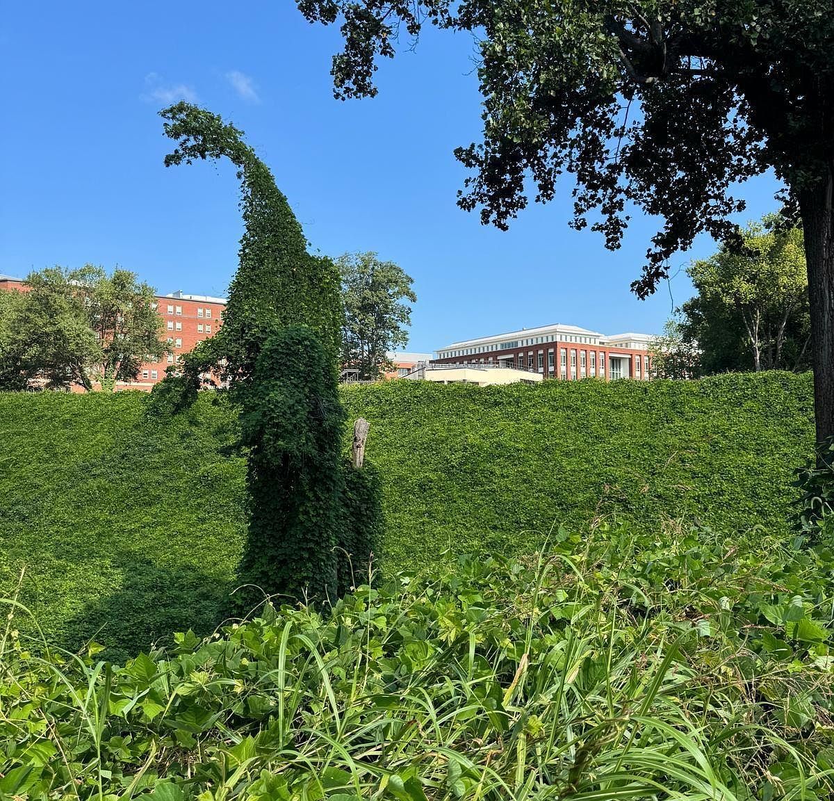 & B 301 Paton St UNIT A Charlottesville, VA 22903 - Thumbnail 5