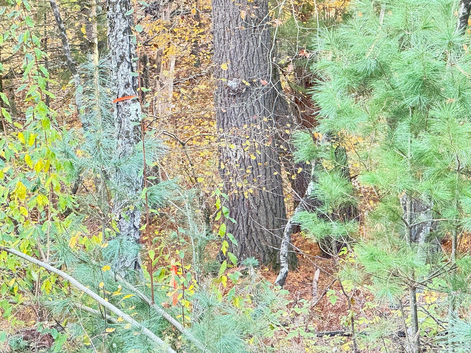 732AC E 58th St Newaygo, MI 49337 - Thumbnail 5