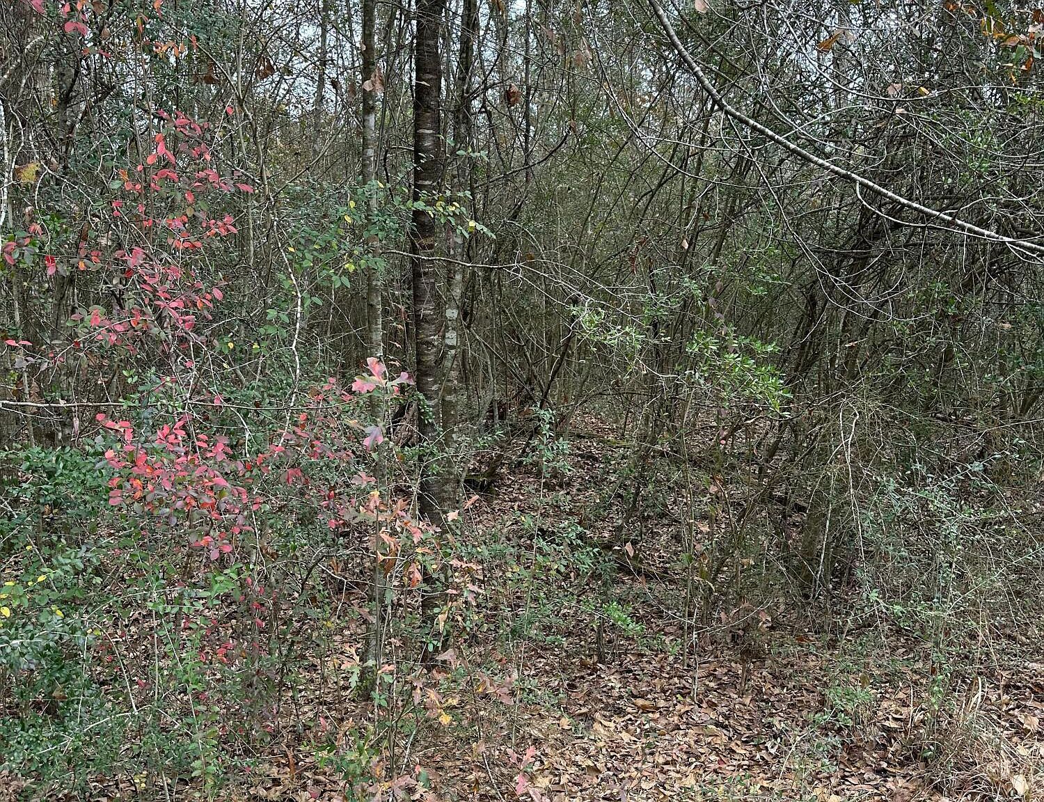 0 Barbara Ln S Lumberton, MS 39455 - Thumbnail 5