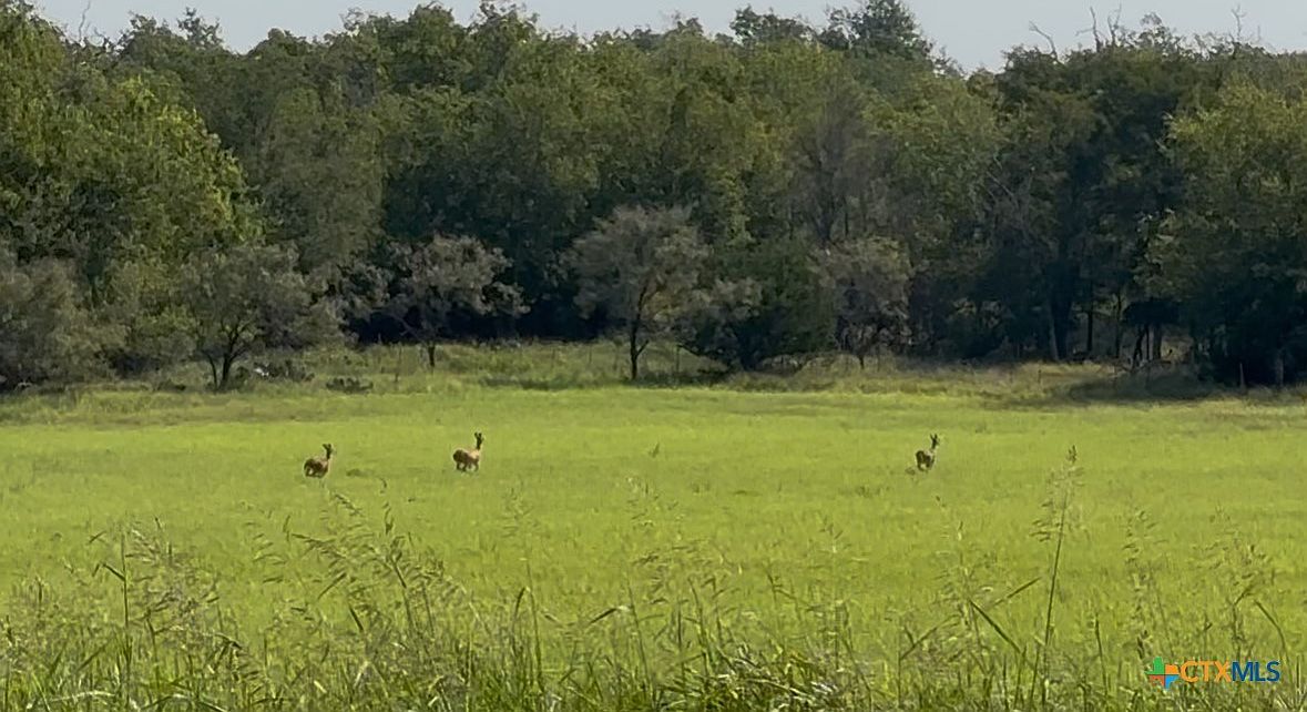 3927 County Road 3210 Kempner, TX 76539 - Thumbnail 5