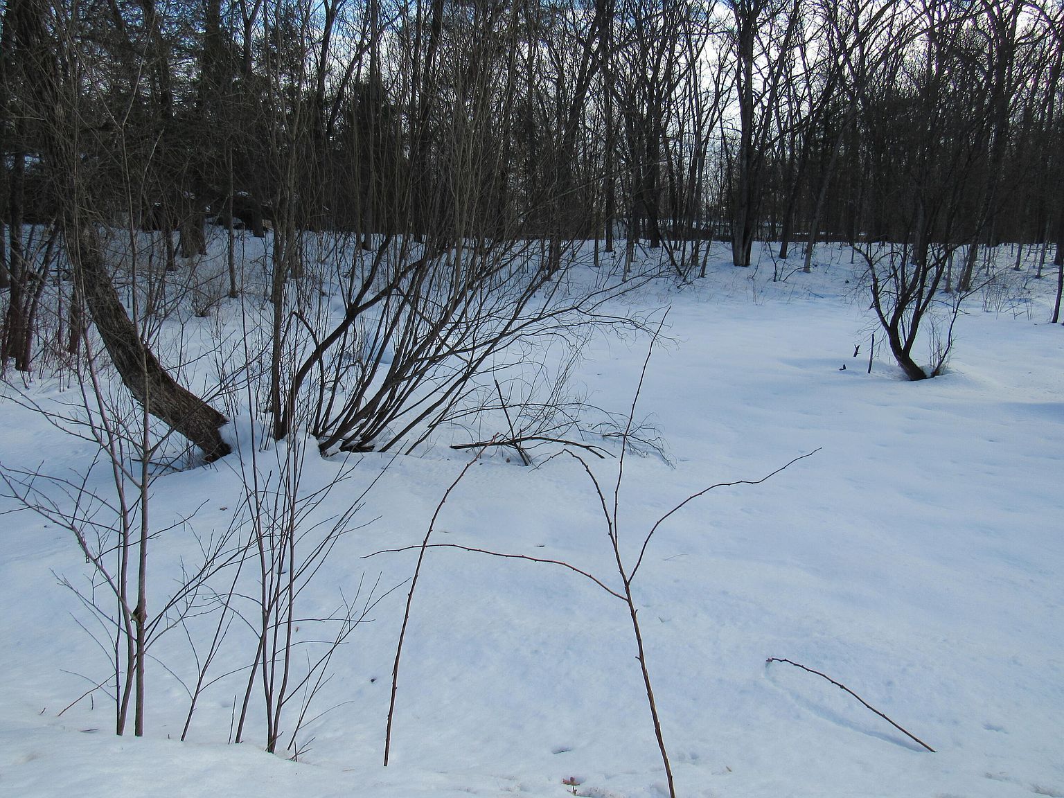 Marion St Wellston, MI 49689  | Land/Lot