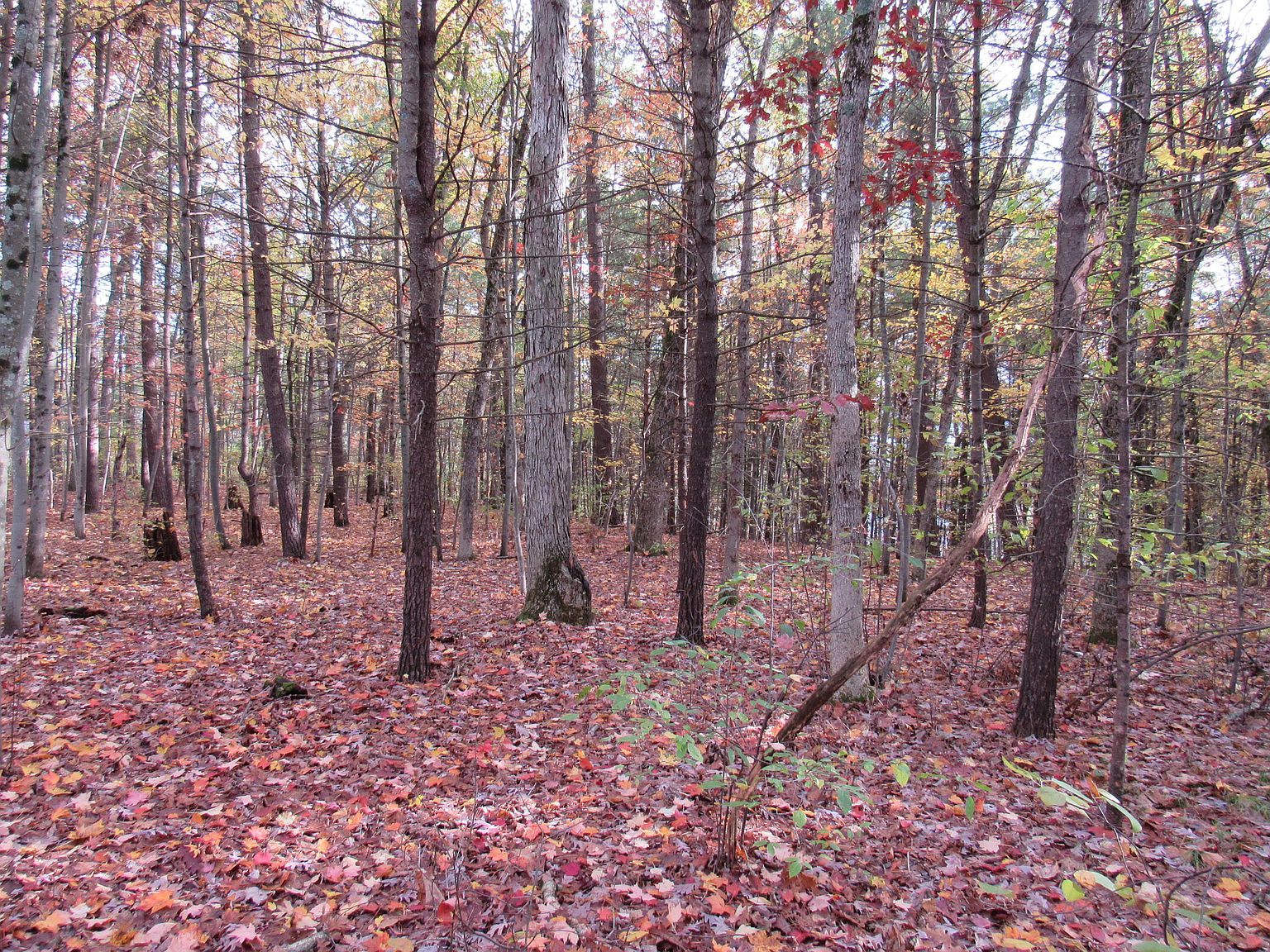 4015 Wilson Beach Rd Twin Lake, MI 49457 - Thumbnail 5