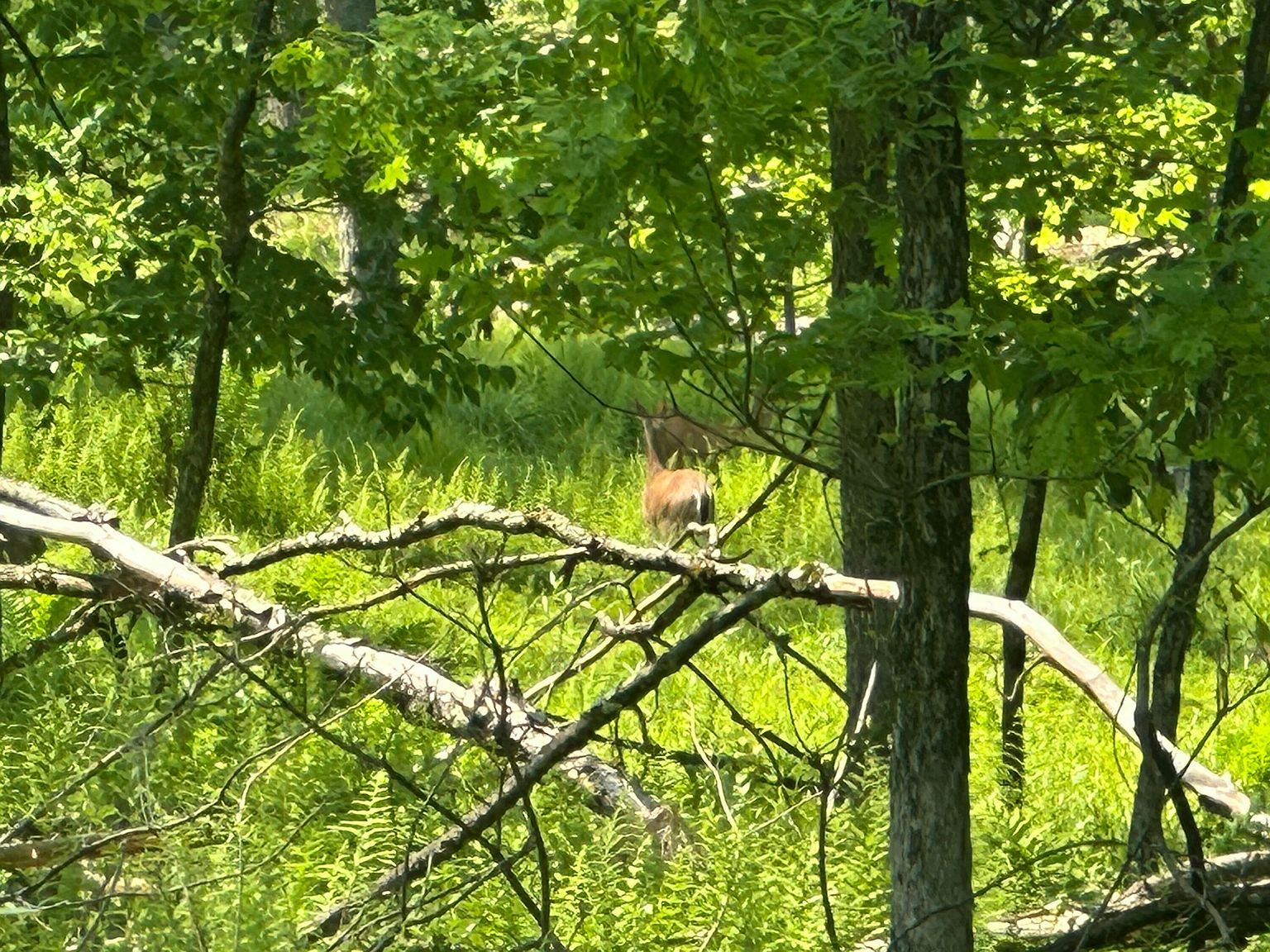 6B Turkey Hollow Rd Sigel, PA 15860 - Thumbnail 5