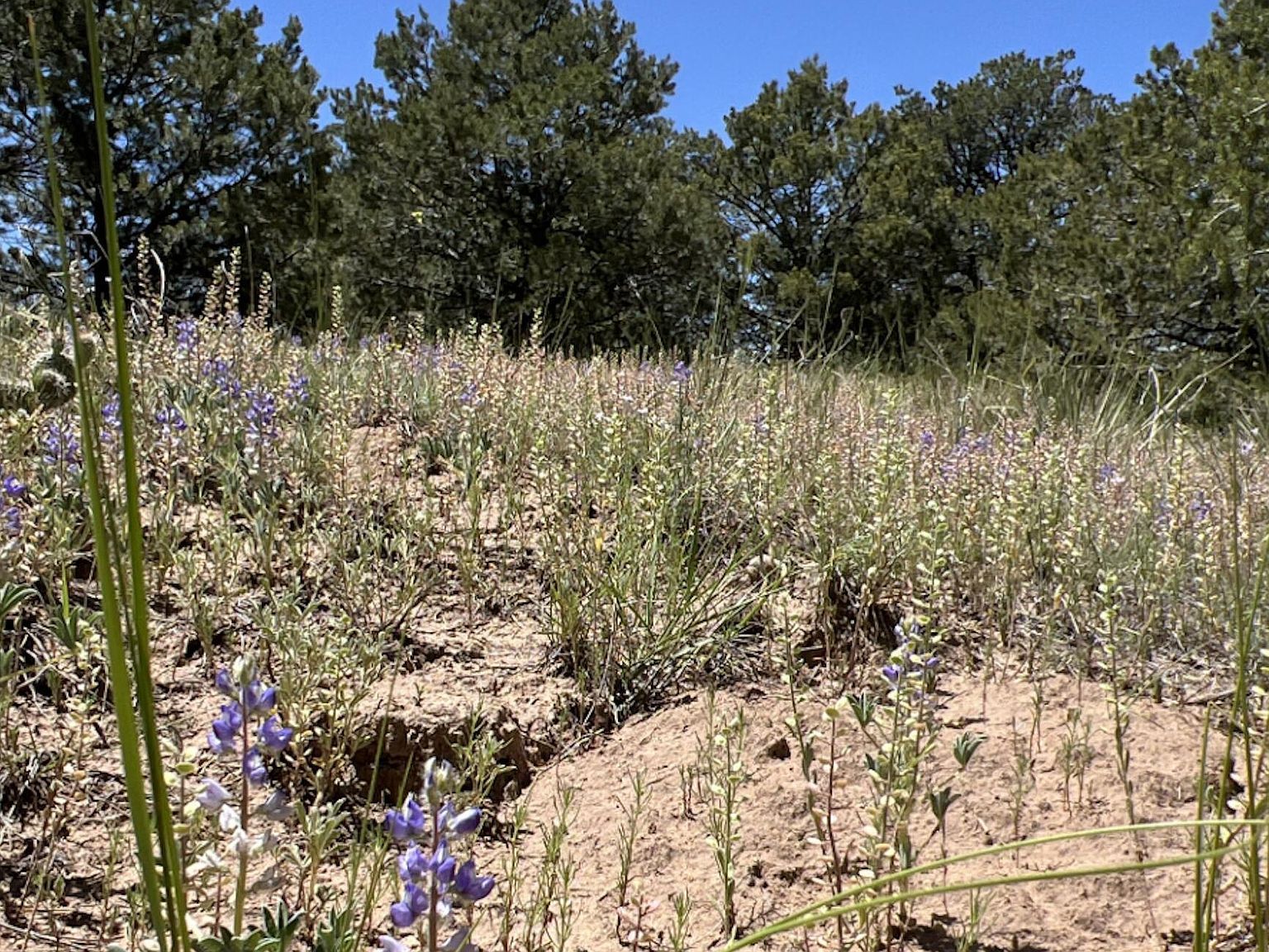Lots 3&4 Navajo Ranch Ests Walsenburg, CO 81089 - Thumbnail 5