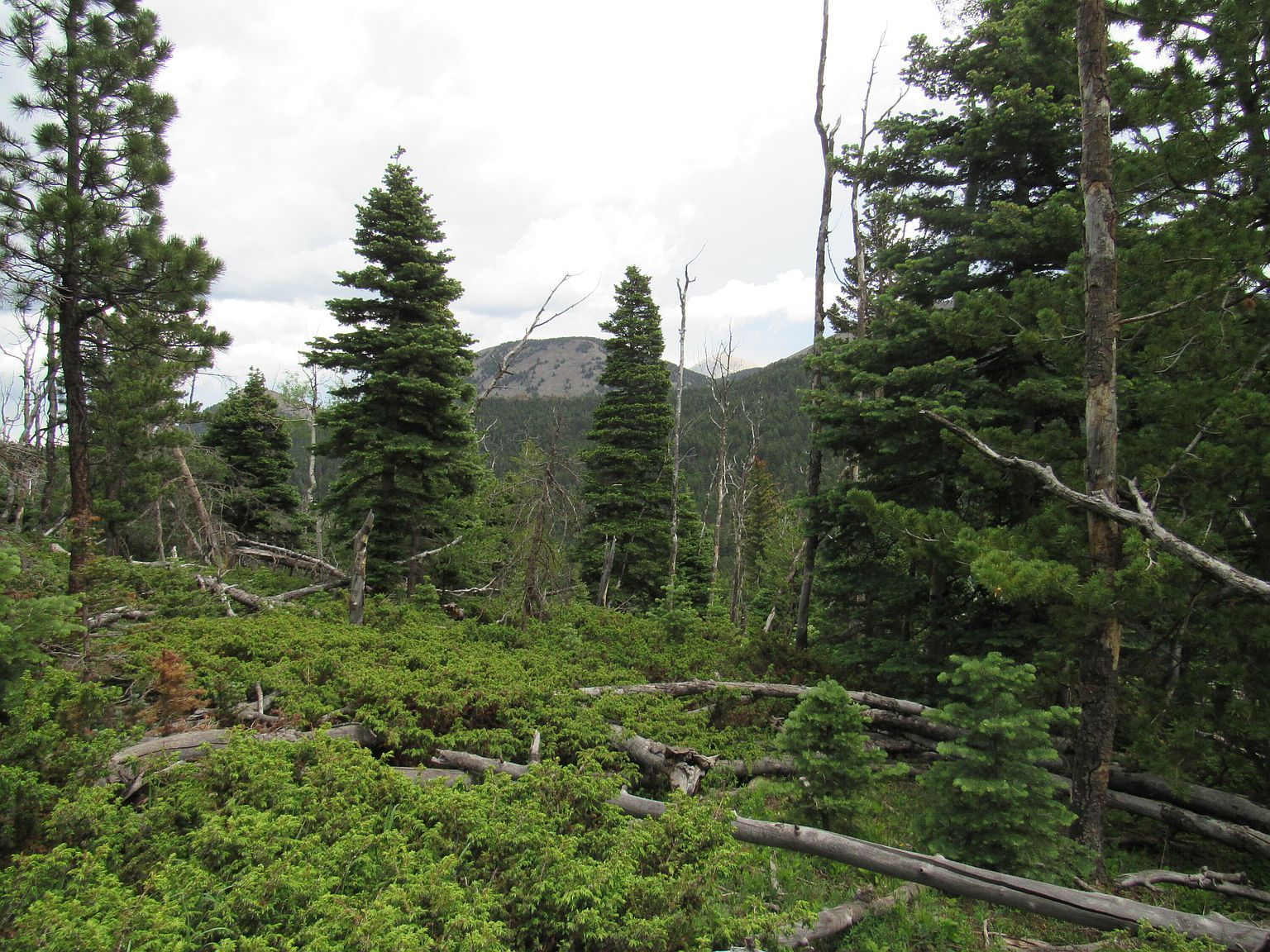 Valley Rd LOT 103 La Veta, CO 81055 - Thumbnail 5