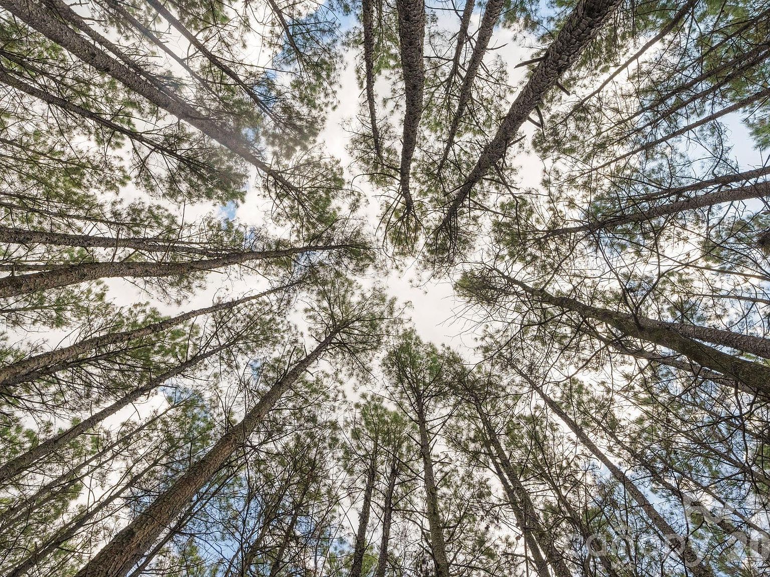 0 Horace Price Rd Pageland, SC 29728 - Thumbnail 5