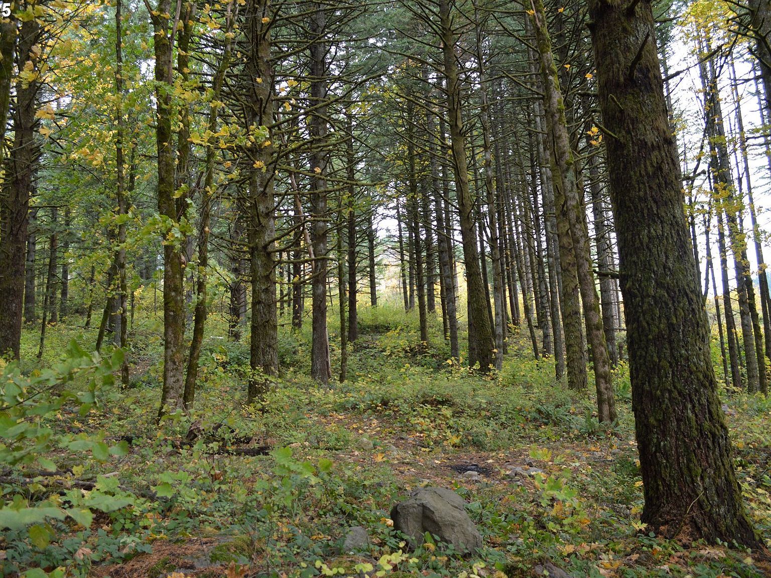 Warren Rd #3 North Bonneville, WA 98639 - Thumbnail 5