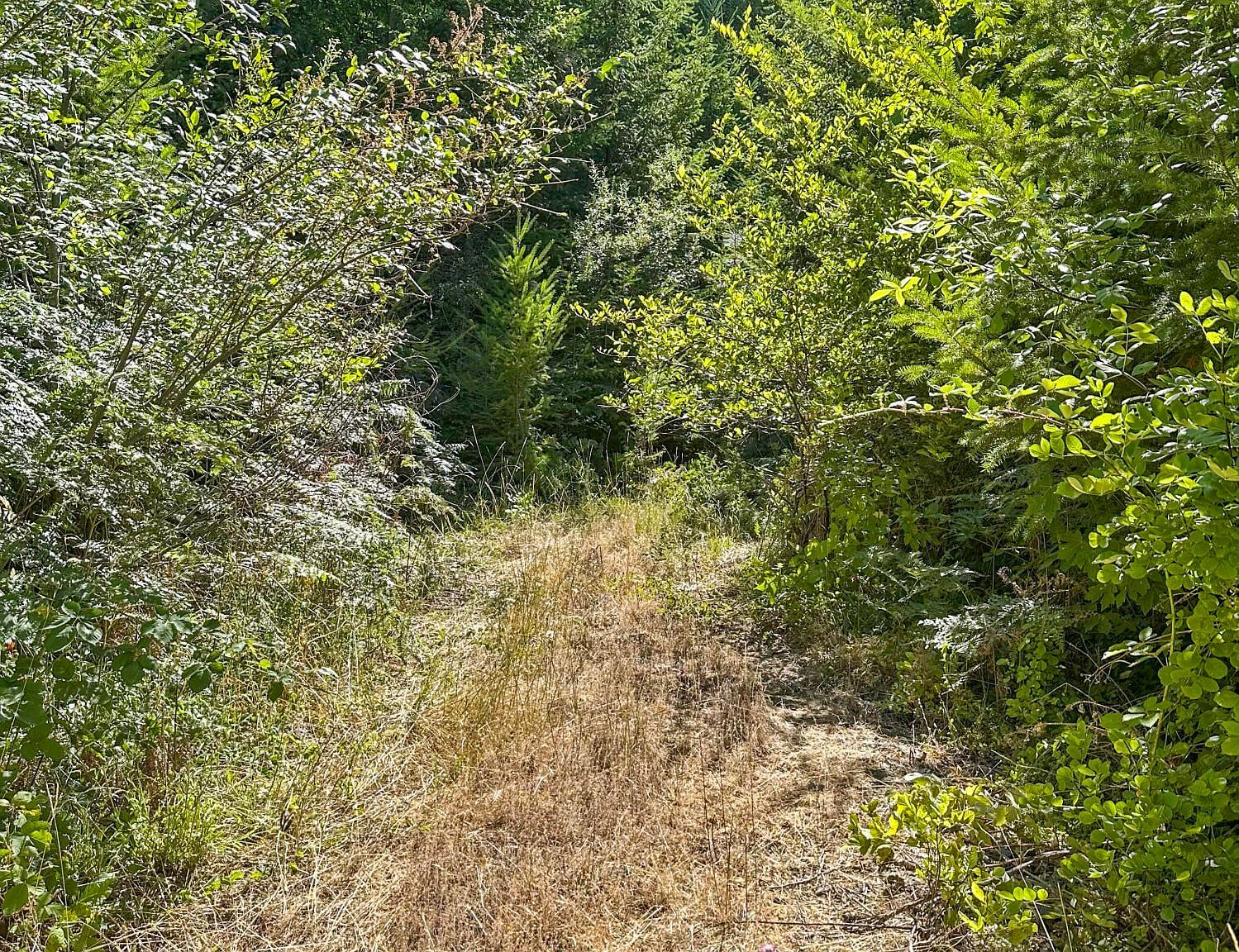 0 Mount Reuben Rd Glendale, OR 97442 - Thumbnail 5