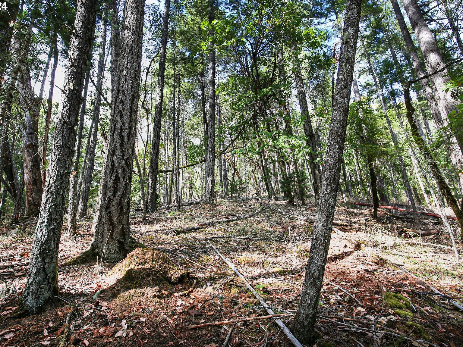 Quartz Creek Rd Merlin, OR 97532 - Thumbnail 5