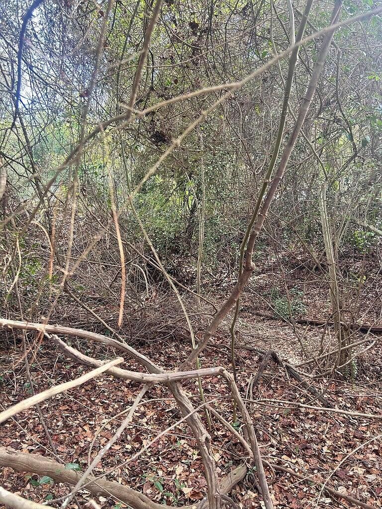 0 Robinson Dr New Ellenton, SC 29809 - Thumbnail 5