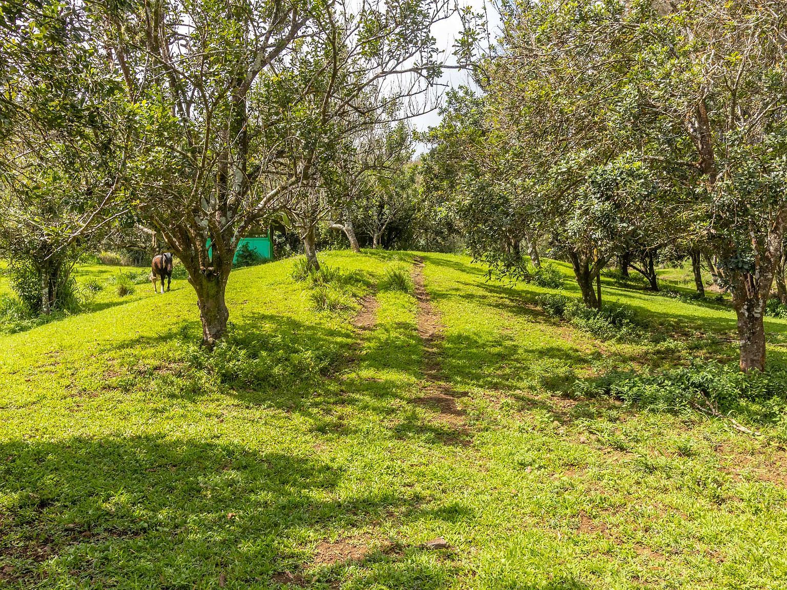 47-4630 Cane Haul #1 Honokaa, HI 96727 - Thumbnail 5