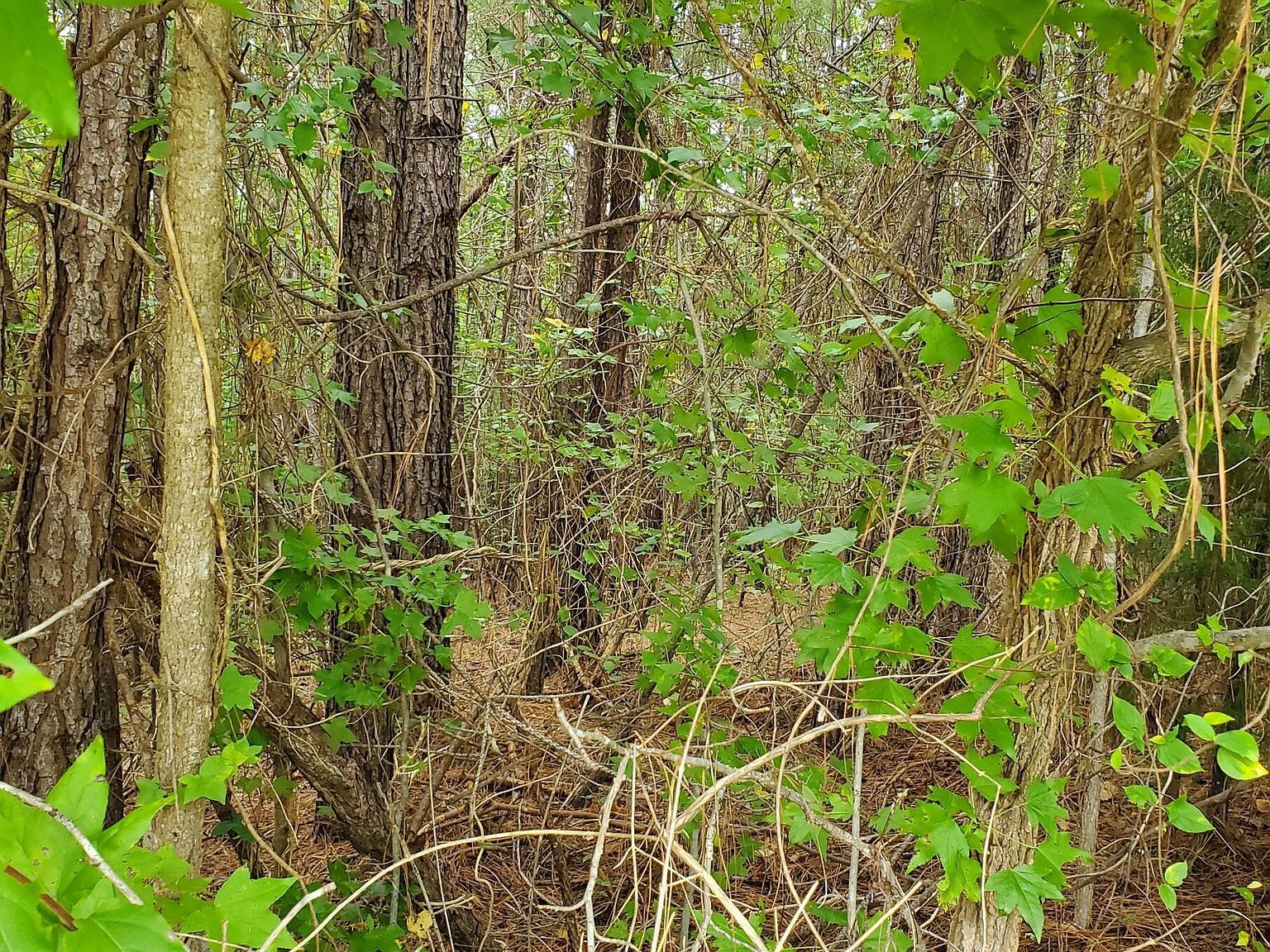 774 Golfers Vw #606 Pittsboro, NC 27312 - Thumbnail 5