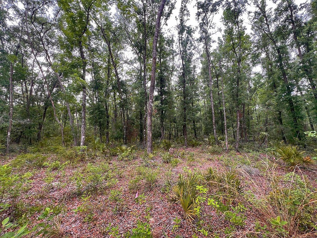 110 NE 770th St Old Town, FL 32680 - Thumbnail 5