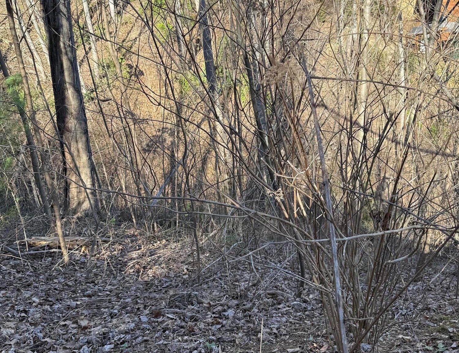 LOT 506 Crooked Ridge Rd Gatlinburg, TN 37738 - Thumbnail 5