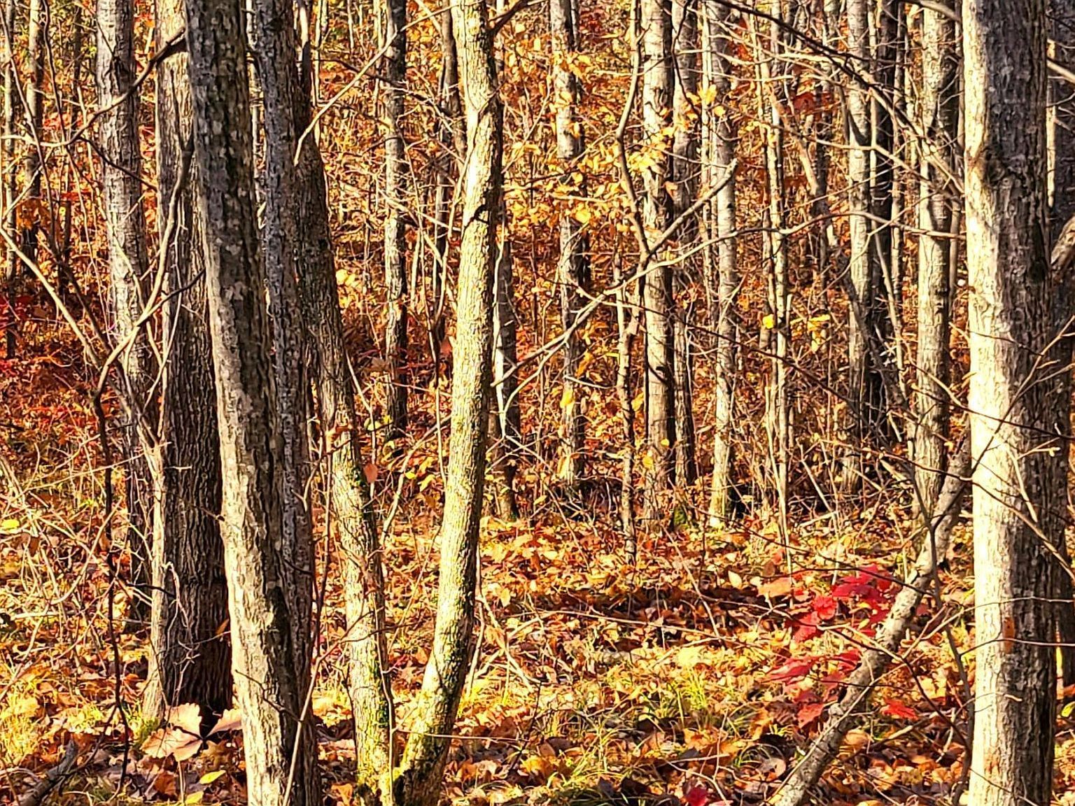 Us Highway 77 Minong, WI 54859 - Thumbnail 5