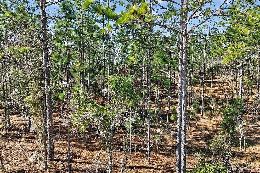 0 SE 2nd St Lot 6 Williston, FL 32696 - Thumbnail 5