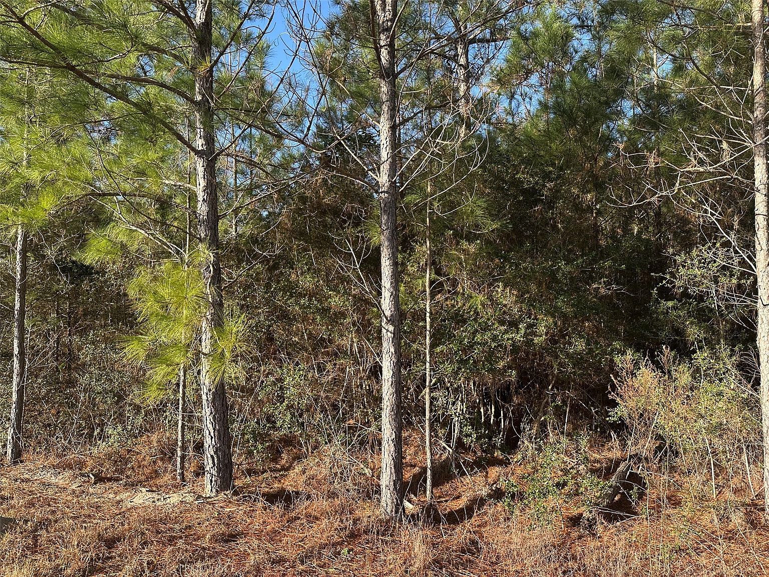 15749 Woodlife Rd Willis, TX 77378 - Thumbnail 5