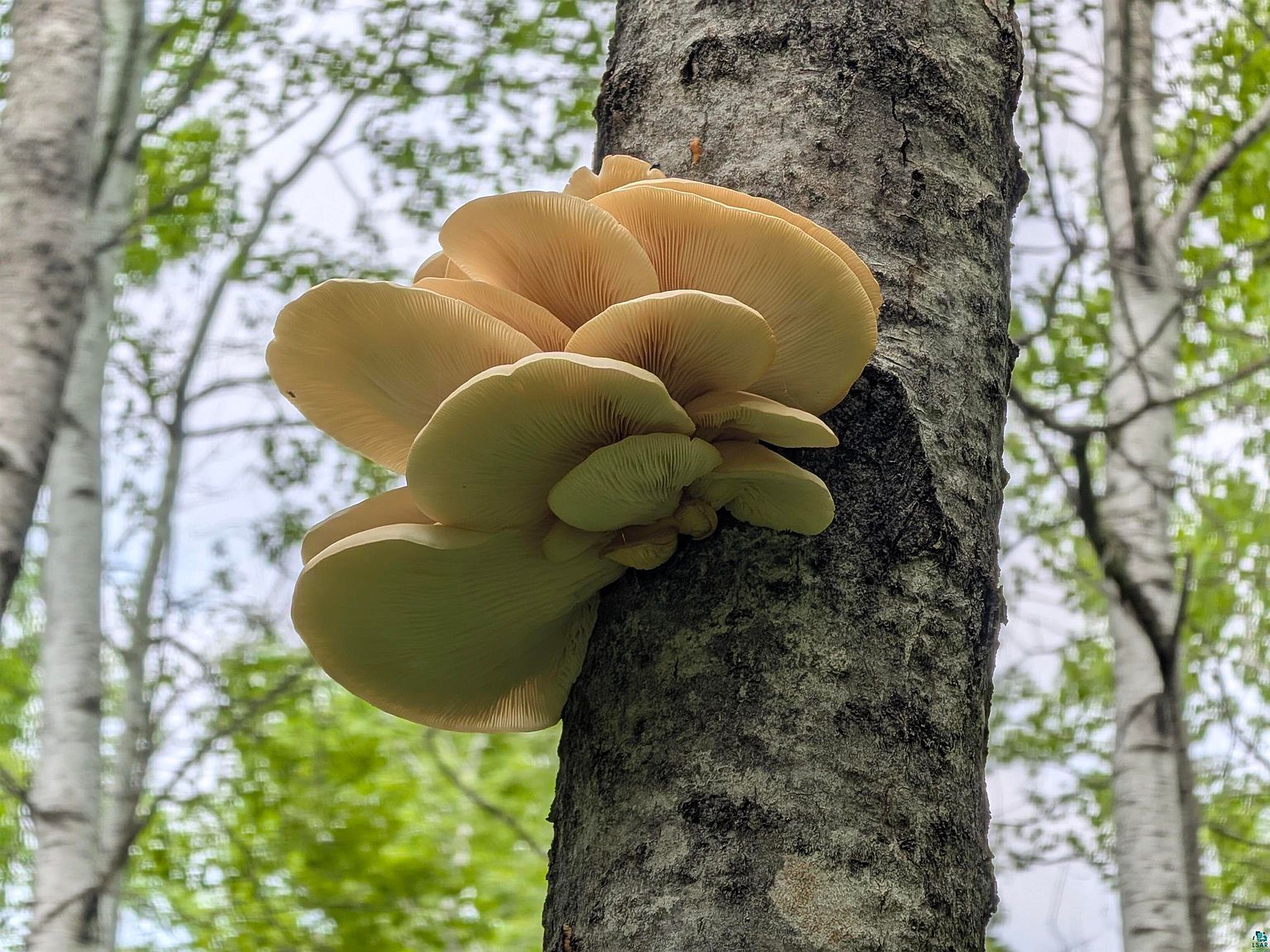 Near Tar Paper Aly Brule, WI 54820 - Thumbnail 5