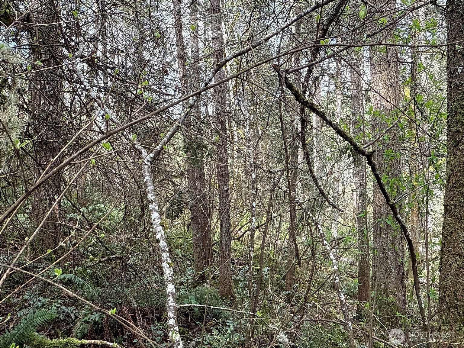 17636 E Clear Lake Blvd SE Yelm, WA 98597 - Thumbnail 5