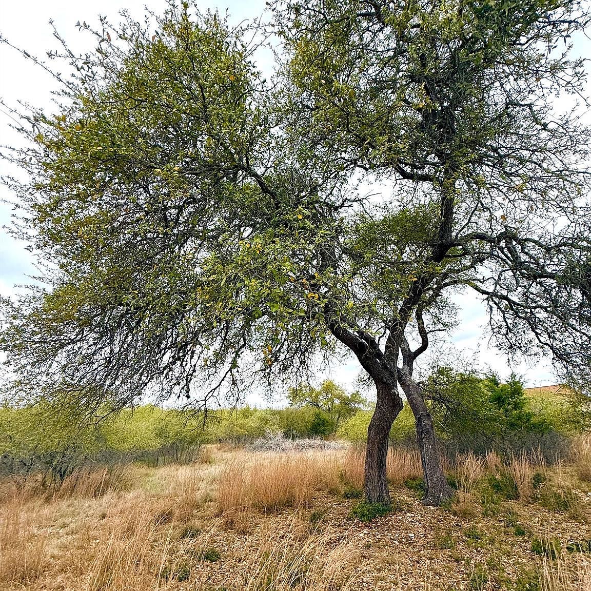 103 Ira Long Blanco, TX 78606 - Thumbnail 5