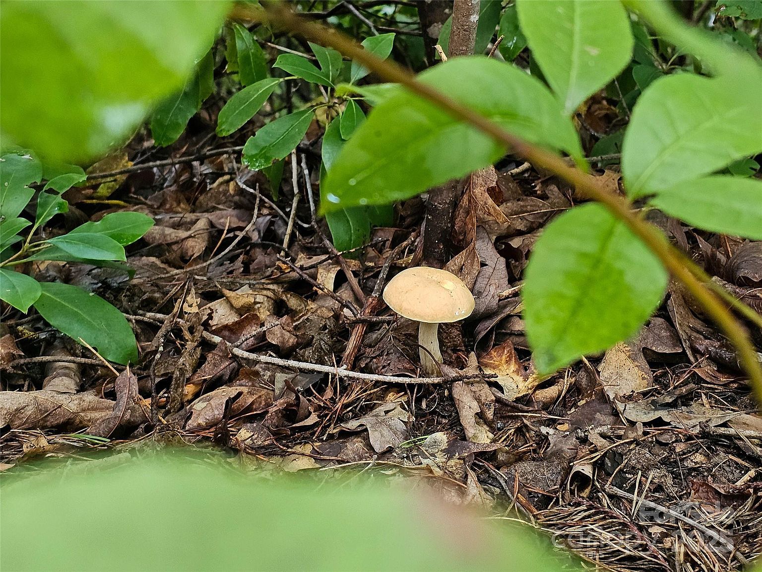 Rumbling Bald Rd #15 Lake Lure, NC 28746 - Thumbnail 5
