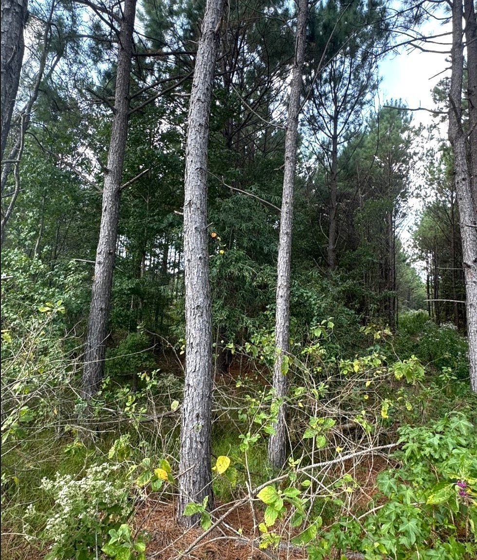 County Road 1582 Avinger, TX 75630 - Thumbnail 5