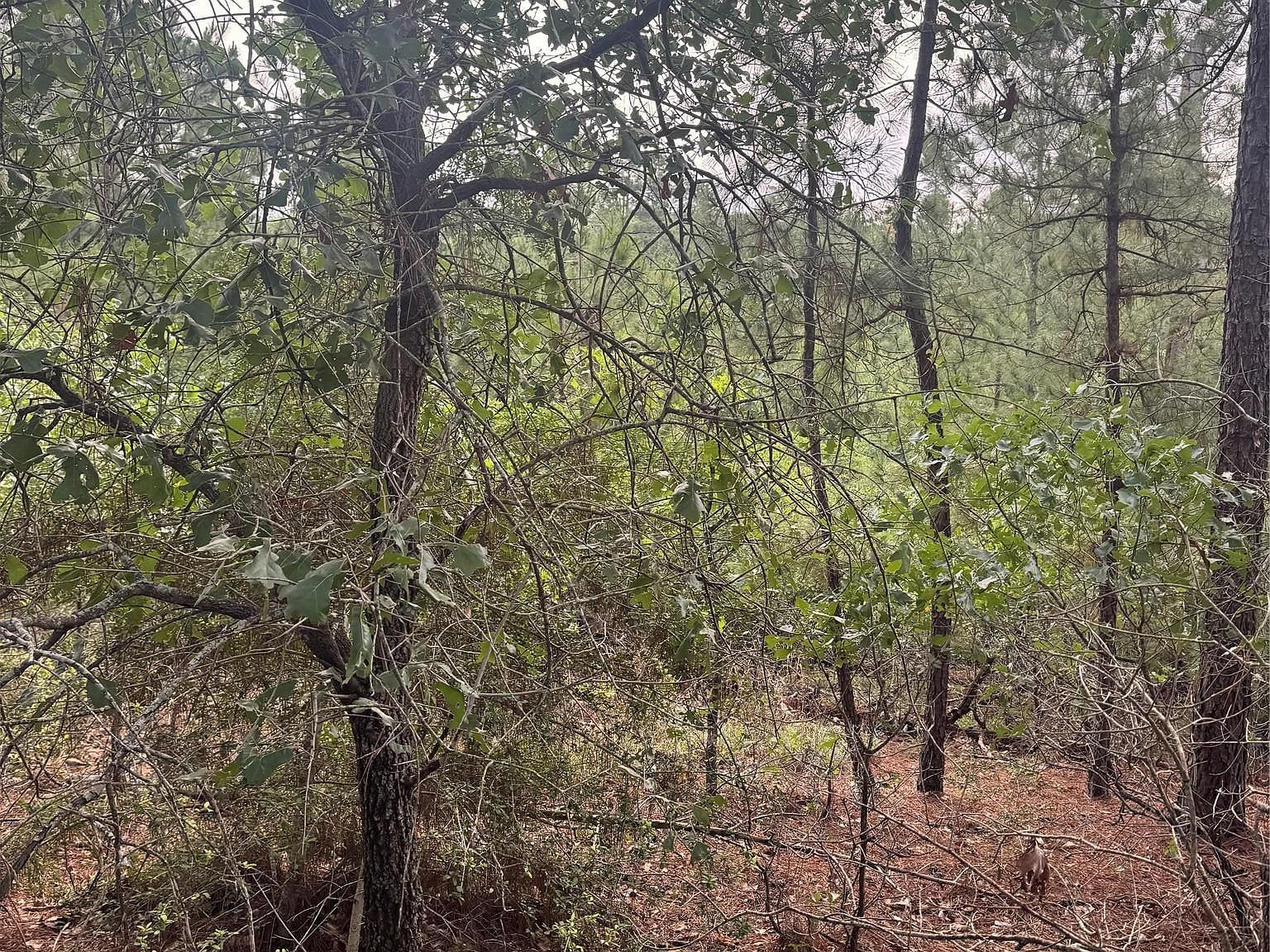 LOT 1492 Haleakala Dr Bastrop, TX 78602 - Thumbnail 5