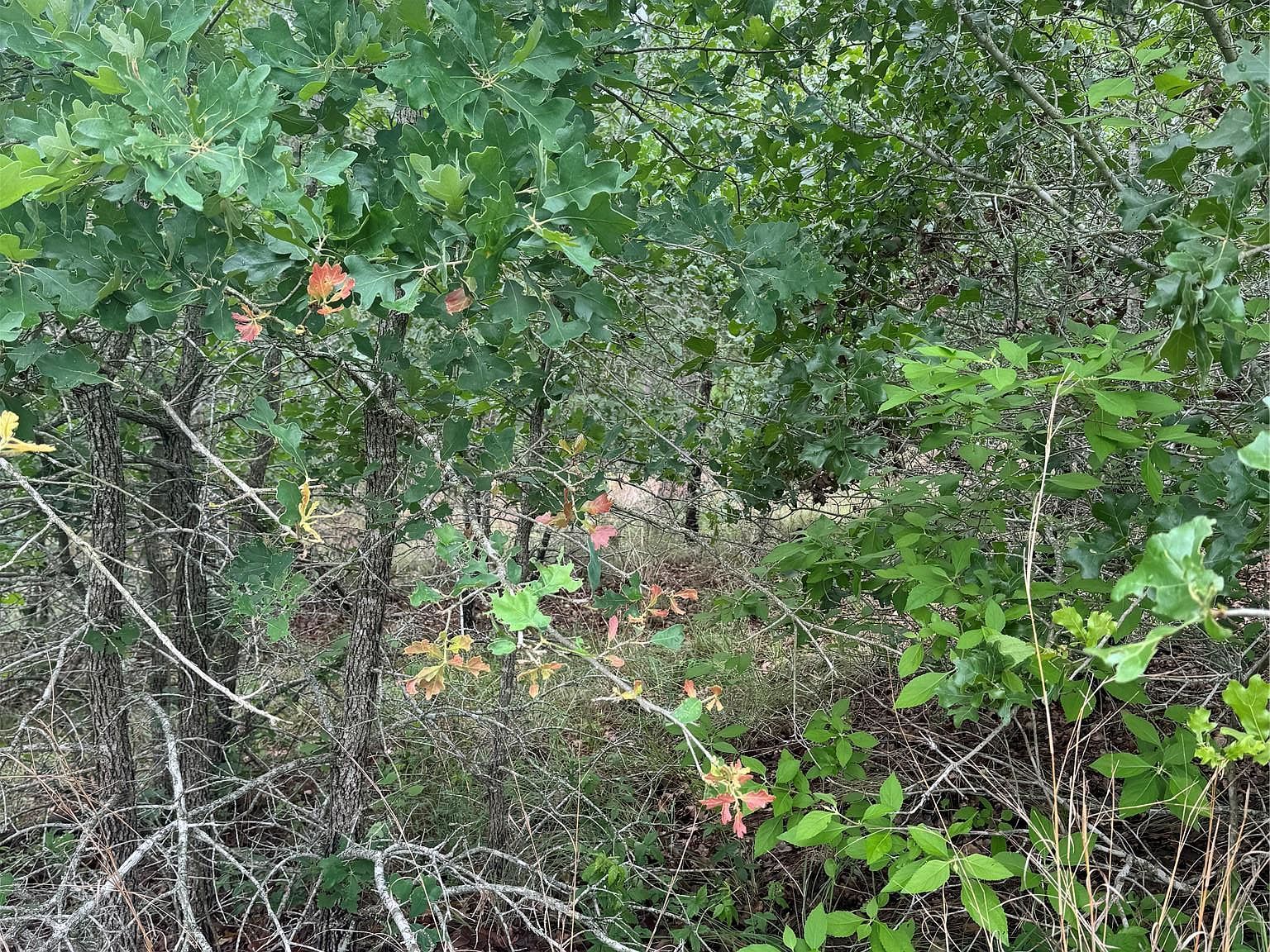 LOT 1613 Kaanapali Ln Bastrop, TX 78602 - Thumbnail 5